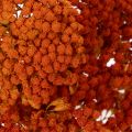 Achillea Orange dried flowers,