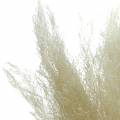 Floristik24 Dry grass Agrostis bleached 40g