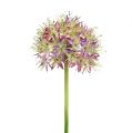 Floristik24 Allium light purple L76cm