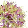 Floristik24 Allium light purple L76cm