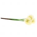 Floristik24 Ornamental onion Allium artificial white 51cm 4pcs