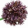 Floristik24 Ornamental onion Allium artificial purple Ø7cm H58cm 4pcs