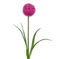 Floristik24 Allium 68cm pink-purple
