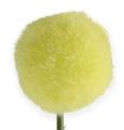 Floristik24 Allium yellow 68cm