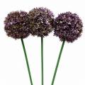 Floristik24 Ornamental onion Allium artificial lilac 70cm 3pcs