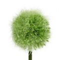 Floristik24 Allium green L37.5cm 4pcs