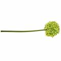 Floristik24 Ornamental onion Allium, silk flower, artificial ball leek green Ø20cm L72cm