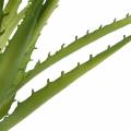 Floristik24 Aloe Vera artificial Green 26cm