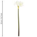Artificial Amaryllis flower, white, with stem, Advent and Christmas, 50cm | Floristik24.ie