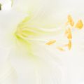 Artificial Amaryllis flower, white, with stem, Advent and Christmas, 50cm | Floristik24.ie