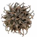 Sweetgum cones nature washed white 250g | Floristik24.ie