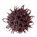 Floristik24 Red sweetgum cones frosted 250g