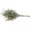 Floristik24 Asparagus deco branch white washed artificial 45cm 6p
