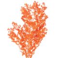 Floristik24 Dried Asparagus Flowers Branch Ornamental Asparagus Dyed 65cm 80g