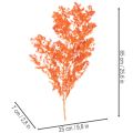 Dried Asparagus Flowers Branch Ornamental Asparagus Dyed 65cm 80g | Floristik24.ie
