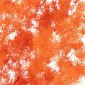 Dried Asparagus Flowers Branch Ornamental Asparagus Dyed 65cm 80g | Floristik24.ie