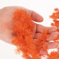 Dried Asparagus Flowers Branch