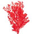 Floristik24 Dried asparagus bunch for floral arrangements 65cm 80g