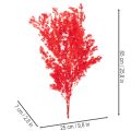 Dried asparagus bunch for floral arrangements 65cm 80g | Floristik24.ie