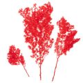 Dried asparagus bunch for floral arrangements 65cm 80g | Floristik24.ie