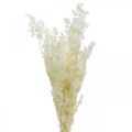 Floristik24 Asparagus dry decoration white dried ornamental grass 80g