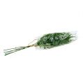 Floristik24 Asparagus branch 50cm green 5pcs