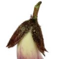 Floristik24 Eggplant 18.5cm purple