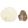Floristik24 Oyster shells capiz discs in net natural 3.5–9.5cm 2pcs