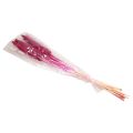 Floristik24 Pearl millet, reed babala, millet pink 70cm 10pcs