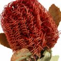Floristik24 Banksia Baxteri Exotic Banksia Dried Flowers Red 10pcs