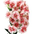 Floristik24 Bearded carnation artificial carnation Peach Pink 52cm