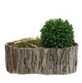 Floristik24 Tree bark roll natural 10cm 1m