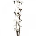 Floristik24 Cotton branch, cotton decorative branch, real cotton L80cm 5 pcs