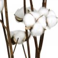 Cotton branch, cotton decorative branch, real cotton L80cm 5 pcs | Floristik24.ie