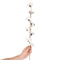 Artificial cotton branch with 8 real flowers, 78cm | Floristik24.ie