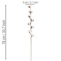 Artificial cotton branch with 8 real flowers, 78cm | Floristik24.ie