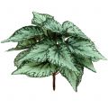 Floristik24 Artificial begonia bush artificial plant green 34cm