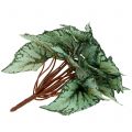 Floristik24 Artificial begonia bush artificial plant green 34cm