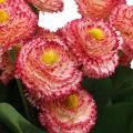Artificial flower, artificial bellis in bunch, daisies white-pink L32cm 10pcs