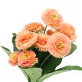 Floristik24 Daisy artificial peach colored 24cm 2pcs