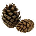 Floristik24 Mountain pine cones Pine cones 2kg