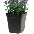 Floristik24 Artificial lavender in a pot H25cm