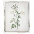 Floristik24 Vintage wall decoration, picture with frame wood dried plant 40×50cm