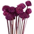 Floristik24 Wild Daisy dried flowers decoration violet H36cm 20pcs