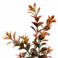 Floristik24 Boxwood decorative branch autumnal 50cm