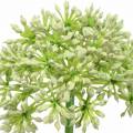 Floristik24 Allium artificial white 55cm