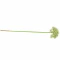 Floristik24 Allium artificial white 55cm