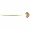Floristik24 Allium artificial pink 55cm