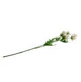 Floristik24 Blossom branch white L70cm