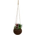 Floristik24 Hanging basket with artificial succulents L65cm Ø16cm